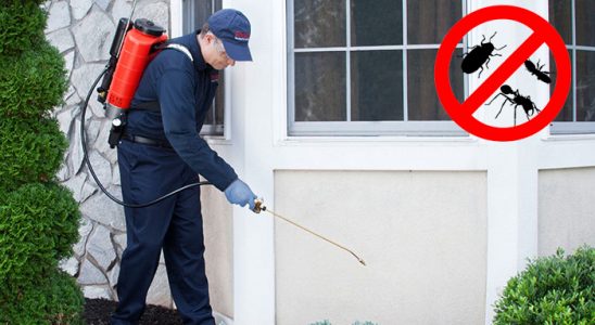 Limontepe Fare İlaçlama böcek ilaçlama ve haşere kontrolü — ilaclama-tr.com